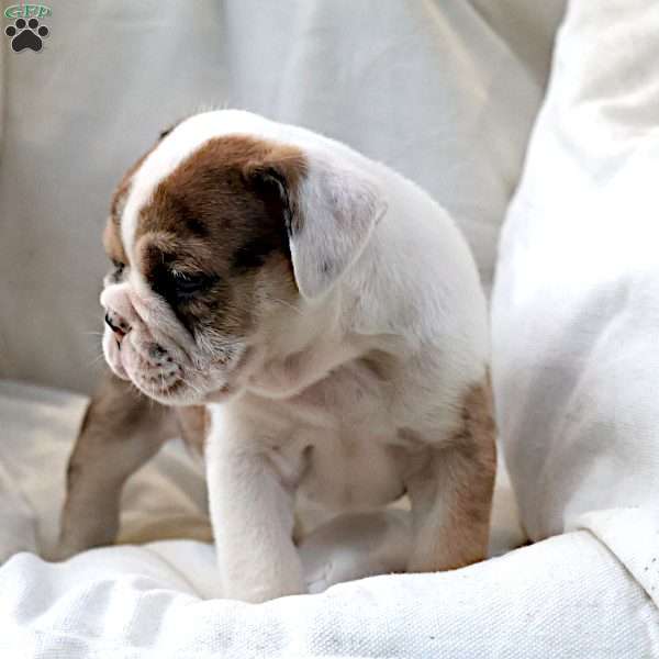 Mistrial, English Bulldog Puppy